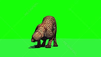 Cheetah jumps - attacks and eats 2