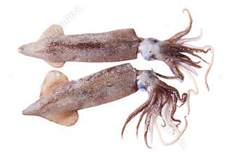 Squids