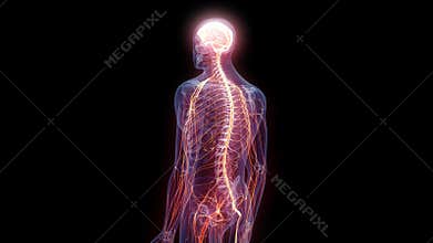 The human nervous system