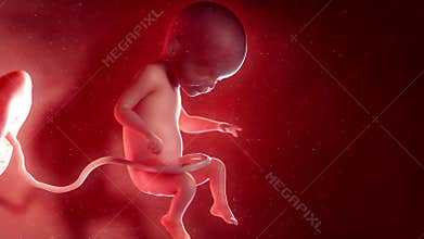 A fetus - week 24