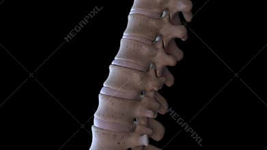 Human spine