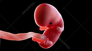 A human fetus week 8