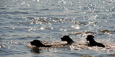 Three Dogs Swimming Silhouettes Head Profiles