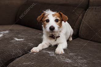 FURRY JACK RUSSELL DOG, SHEDDING HAIR DURING MOLT SEASON PLAYING ON SOFA