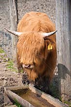 Portrait of Highland cow