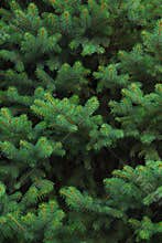Evergreen Tree