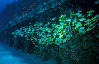 School of Bluestripe Snapper - GE PLant Pipe Oahu