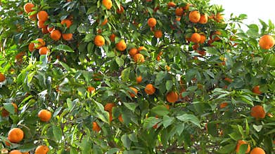 Picture of ripe lemons in garden. Ripe lime trees on citrus plantation.