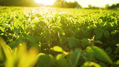 Soybean bloom at sunset close up. Agricultural soy plantation background.