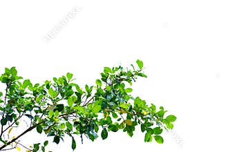 Tropical tree leaves with branches on white isolated background for green foliage backdrop