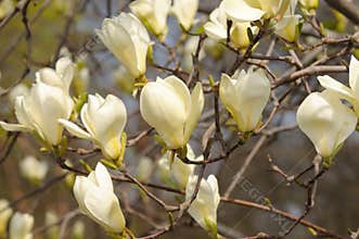 Yellow Magnolia