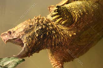 Alligator Snapping Turtle