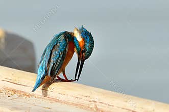 Kingfisher (alcedo atthis)