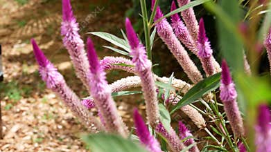 Pink flowers in summer