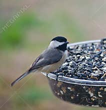 Blackcapped Chickadee on Feeder
