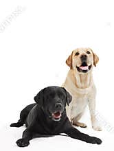 Two labrador retriever dogs