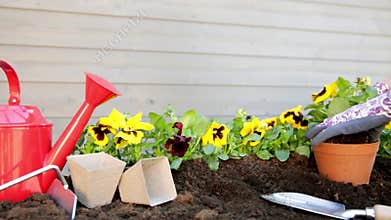 Gardeners hands planting flowers in pot with dirt or soil. Gardening concept
