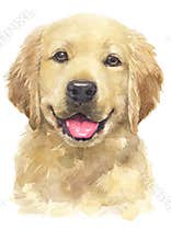 Water colour painting of Golden Retriever [Puppy] 069