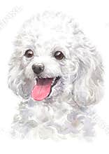 Water colour painting, white poodle, 081
