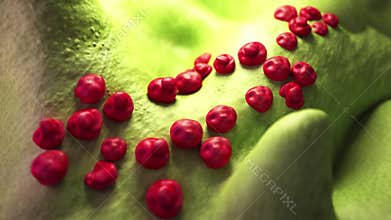 Chlamydia bacteria
