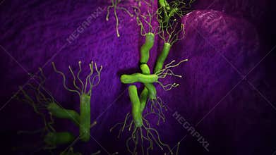 The helicobacter bacteria