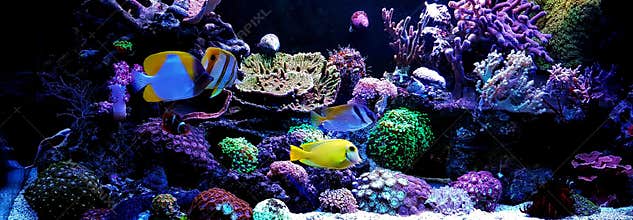 Scene in Saltwater coral reef aquarium