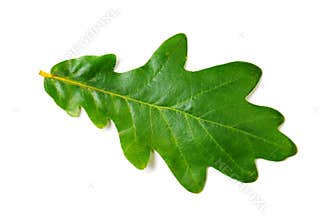 Oak leaf