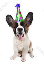 Saint Bernard With a Birthday Hat
