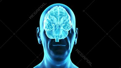 An old manÂ´s brain