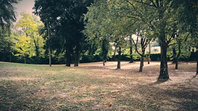 Forest trees and colorful yellow and red autumn leave falling down on