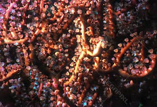 Gorgonian Polyps Extended for Filter-Feeding