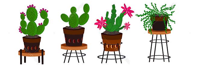 Cactus arrangements illustrations