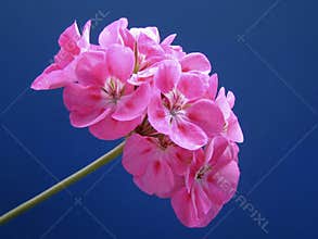 Pink Geranium postcard