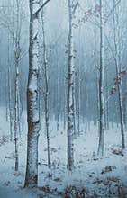 Moody winter forest in North Zealand, Denmark.