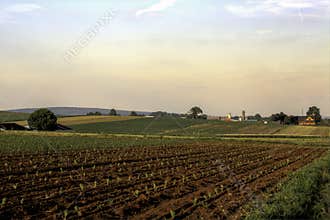 A Crop in it`s beginning stage at a country farm