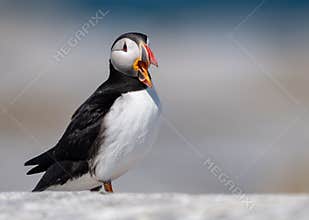 Atlantic Puffin Portrait