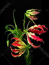Gloriosa Superba