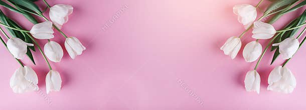 White tulips flowers on pink background. Card for Mothers day, 8 March, Happy Easter. Waiting for spring. Greeting card
