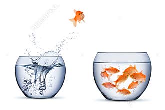 Gold fish change move retrun separartion family teamwork concept jump into other bigger bowl isolated background