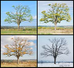 Four seasons tree