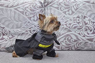 Dog superhero Costume on the bed. Yorkshire terrier and puppy of west highland white