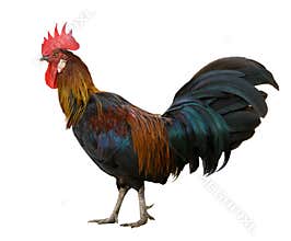 Side view full body of red jungle fowl isolated white background