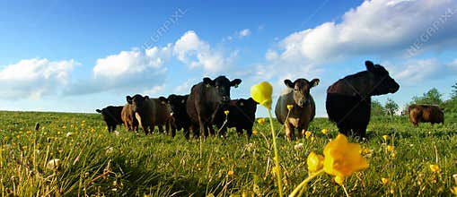 Cows on a meadow