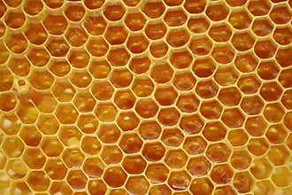 Honeycomb, inside the beehive