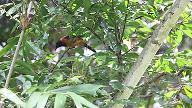 Hooded pitohui in Varirata National Park, Papua New Guinea
