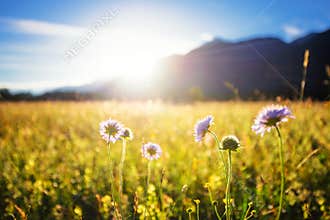 Beautiful spring meadow. Sunny clear sky with sunlight in mountains. Colorful field full of flowers. Grainau, Germany