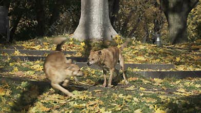 Two stray dogs fighting in the park
