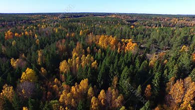 Forest in Sweden in fall