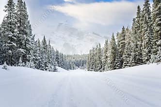 Empty Forest Road Covered in Fresh Snow