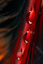 Beautiful large dew drops or rain on the poultry feather closeup